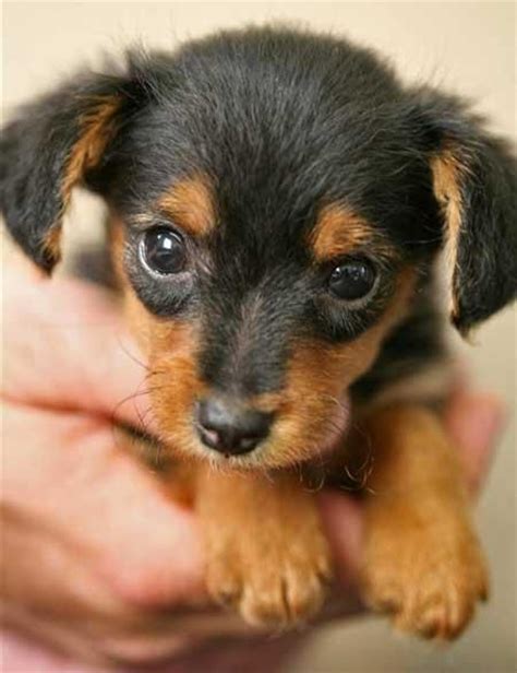 The miniature dorkie is the offspring of a miniature dachshund or a teacup yorkshire terrier. 34 UNREAL Dachshund Cross Breeds You've Got To See To Believe