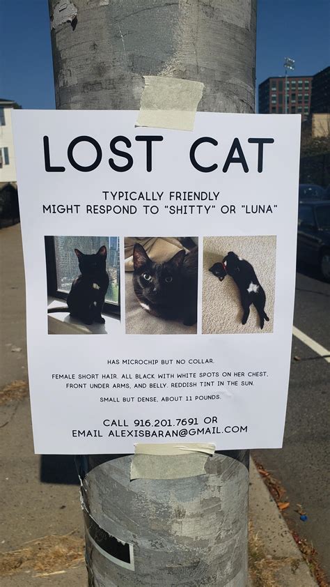 Lost Cat In Jersey City Didnt See A Thread So Hopefully This Helps I Hope You Guys Can Find
