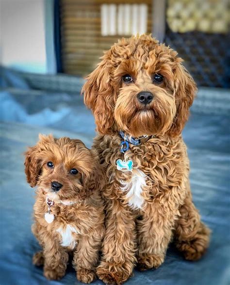 Red White Cavapoo Puppiestraining Cavapoo Puppies Cute Dogs Baby Dogs