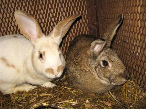 Do Rabbits Kill Each Other Rabbit Guide 2024 Rabbit Insider