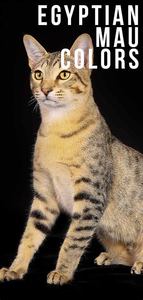 Download Egyptian Mau Colors - From Silver To Bronze, The Patterns and Shades | Egyptian cat breeds ...