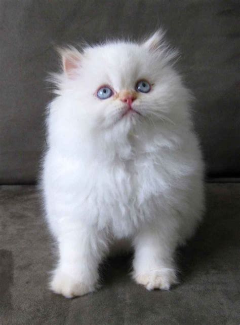 Also Obsessed With Fluffy White Kittens Namely My Eloise Fluffy
