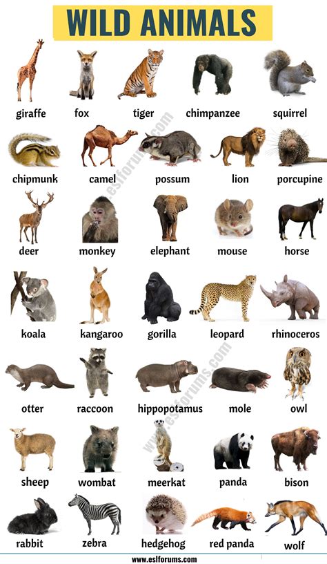 Sikkim is one of the far northeastern states of india surrounded by the north and east by china and nepal to the west. Wild Animals: List of 45+ Wild Animals Names in English ...
