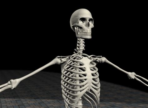 Skeleton