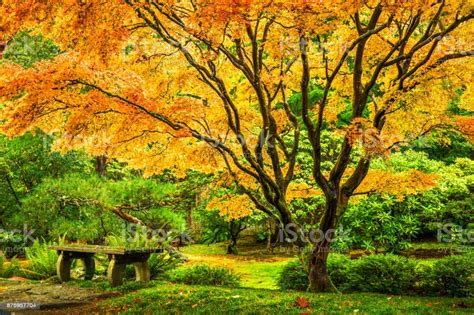 Japanese Maple Tree With Fall Foliage Stock Photo
