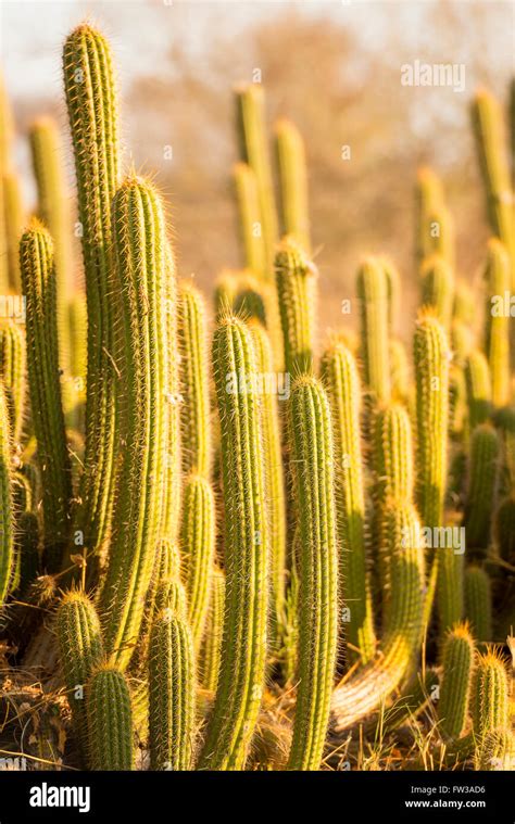 Cactus Plants With Tall Green Cacti With Large Spikes With Sunset Light