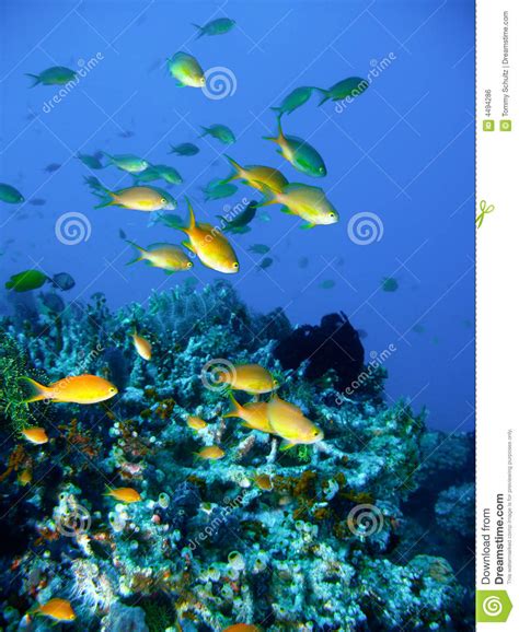 Tropical Coral Reef Fish Royalty Free Stock Image Image