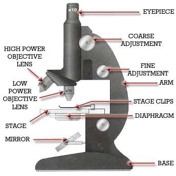 The optical parts of the microscope are used to view, magnify, and produce an image from a specimen placed on a slide. Finley Period 7: Tread Under a Microscope