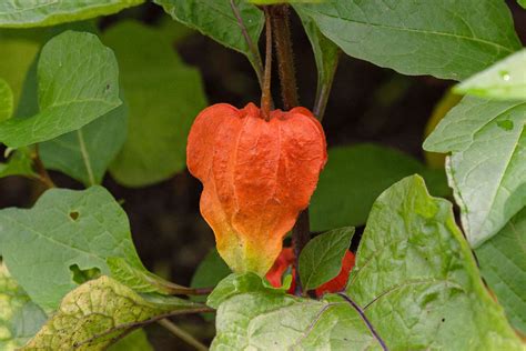How To Grow And Care For Chinese Lantern