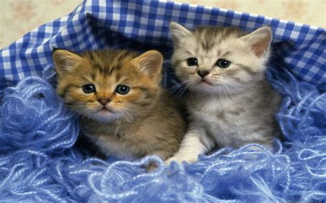 Hd Two Cute Kittens Wallpaper Download Free 121621