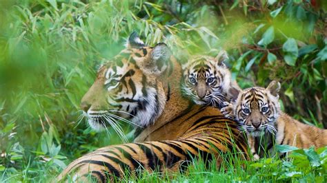 Watch Twin Tiger Cubs Emerge From Their Den For The First Time