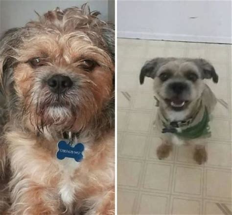 Dogs Before And After Haircuts Are The Cutest Things Youll See All Day