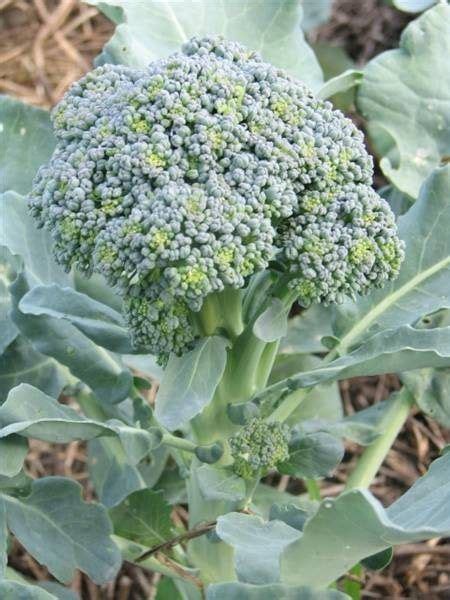 Baby Broccoli Plants Plants Bs