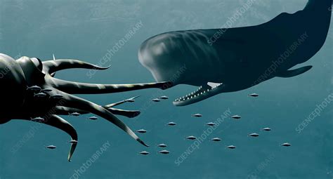 sperm whale and giant squid stock image z920 0214 science photo library