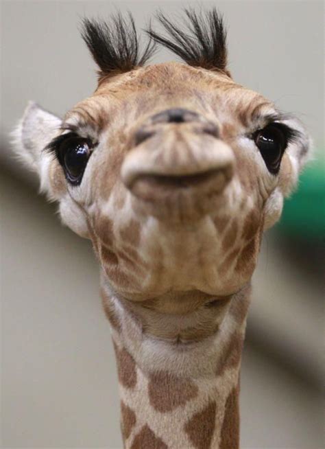 Pin By Judywhitneycreations On Wildcuteandfunny Baby Giraffe Giraffe