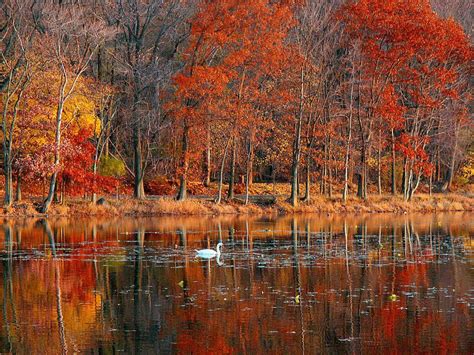 Fall Scenes Wallpaper And Screensavers Autumn Splendor Wallpaper
