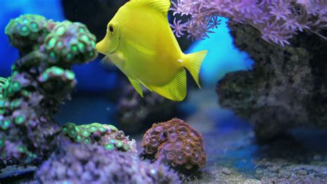 Colorful tropical aquarium, fish swimming in the corals ...