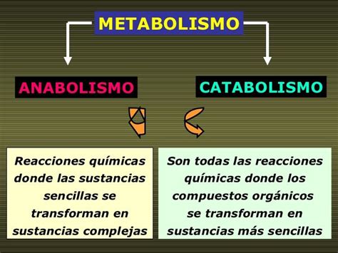Cuadros comparativos entre Anabolismo y Catabolismo Enseñanza biología Anatomía médica