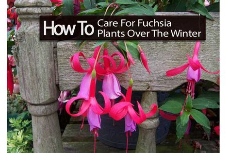 How To Care For The Fuchsia Plant Shade Loving Plants Part Shade