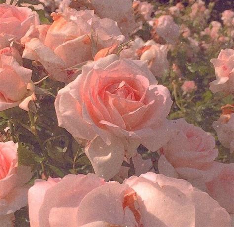 Pin By ︎ ᎪᏞᎬᏓᎪnᎠᎡᎪ ︎ On Aesthetic Flower Aesthetic Peach Aesthetic