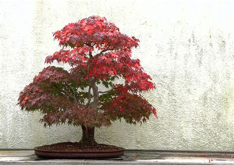 how to grow and care for japanese maple bonsai