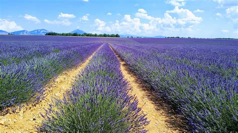1920x1080 1920x1080 Field Flowers Lavender Summer Purple