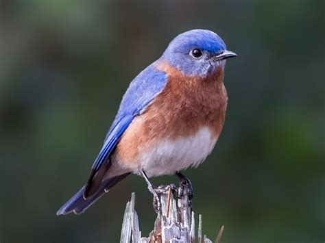 Eastern Bluebird Sialia Sialis By Andymorffew