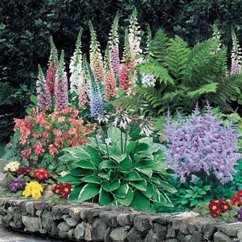 Shade Perennials Gardening Pinterest