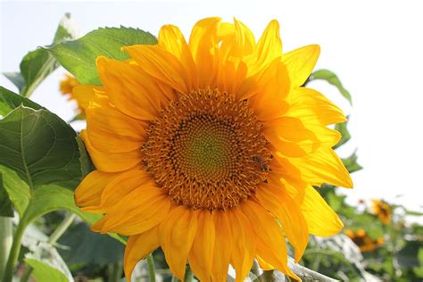 Free Download Close Shot Sunflower Close Up Shot Yellow Flower