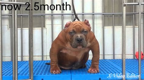The american bully was discovered by combining the specified traits of ukc american pit bull terrier and therefore the akc american staffordshire terrier. American bully in malaysia call +60126011905 - YouTube