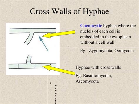 We did not find results for: PPT - Fungal Characteristics 1) Cell wall made of Chitin ...