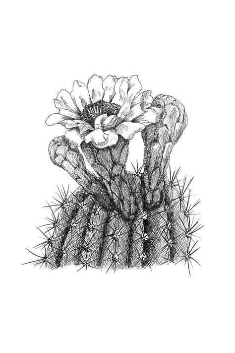 Saguaro Cactus Blossom Botanical Illustration Botanical Wall Art