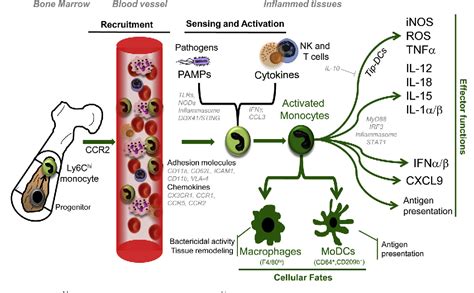 Inflammatory Monocyte Effector Mechanisms Semantic Scholar