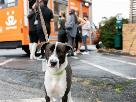 Pet Adoption Event With Best Friends Animal Society Atlantic Station