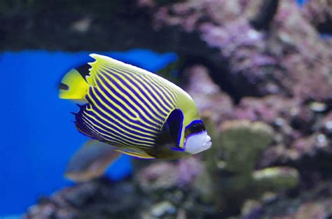 Emperor Angelfish Care Guide And Species Profile