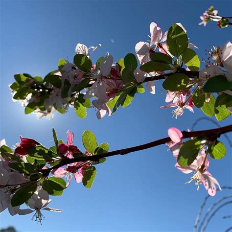 Japanese Flowering Crabapple Tree Malus Floribunda