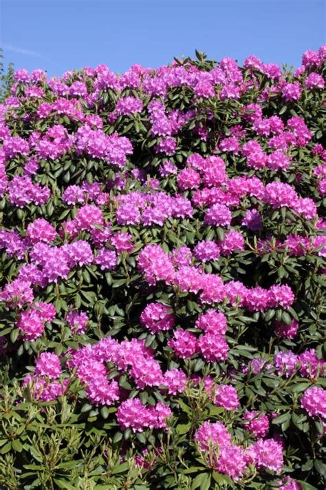 Maybe you would like to learn more about one of these? Rhododendron 'Roseum Elegans' - Rododendron | De Tuinen ...