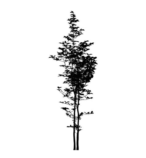 Tree Silhouette Vector Illustration 19159116 Vector Art At Vecteezy