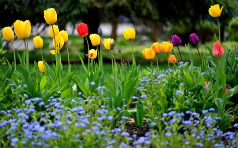 Fondos De Pantalla Jardín De Flores Primavera Tulipanes Amarillo