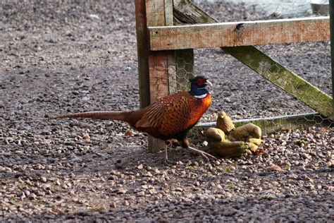 Cock Pheasant Still Here Only 3 Days Of Shooting To Go Hop Flickr