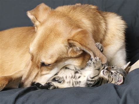 20 Adorable Portrayals Of Friendship Between Dogs And Cats