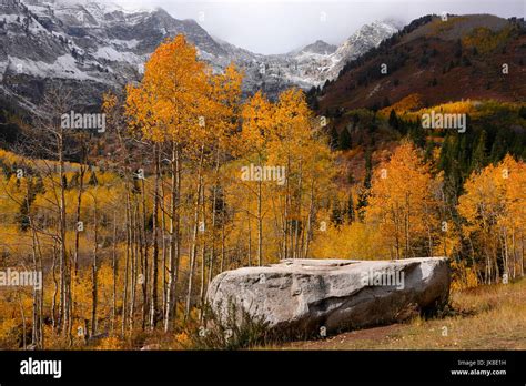 Aspen Trees In Fall Wasatch Mountain State Park Utah Stock Photo Alamy