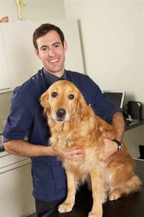 Male Veterinary Surgeon Holding Dog In Surgery Stock Photo Image Of