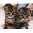Pet Of The Week Peter And Jan 4 Old Kittens Await Adoption In 