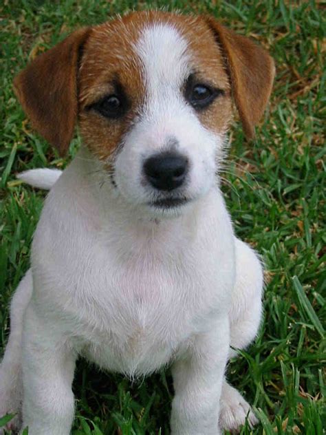 Parson russell terriers are confident and athletic spitfires, originally bred for fox hunting in england. Jack (Parson) Russell Terrier - Breeder Retriever - A Fun ...