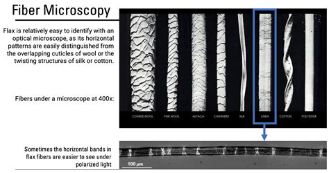 Fiber Microscopy · Flax · Omeka S