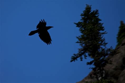 Raven Flight Waterpaths