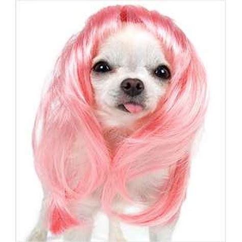 18 Dogs In Wigs Guaranteed To Make Your Mouth Laugh Small Joys