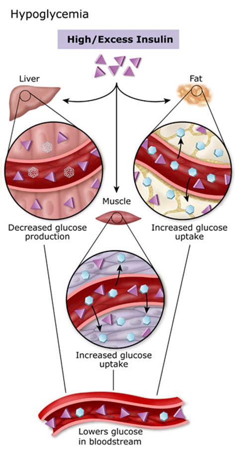 So main function of glucagon is like this, elevates the concentration of blood glucose through the gluconeogenesis and glycogenolysis and lypolysis. Hypoglycemia :: Diabetes Education Online