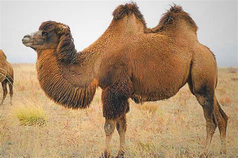 ¿qué Comen Los Camellos